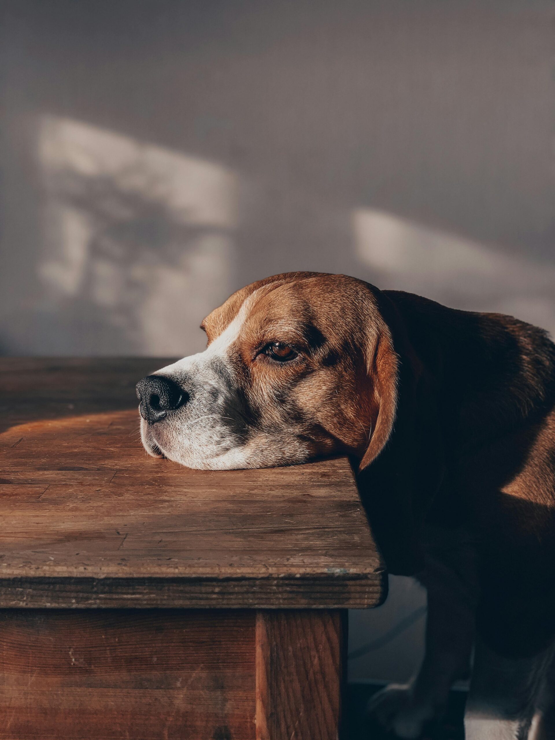 sad dog