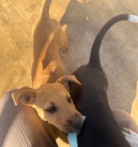 puppy gnawing on strap at cerritos beach dogs dog rescue el pescadero