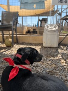 mamma pup guards the fence