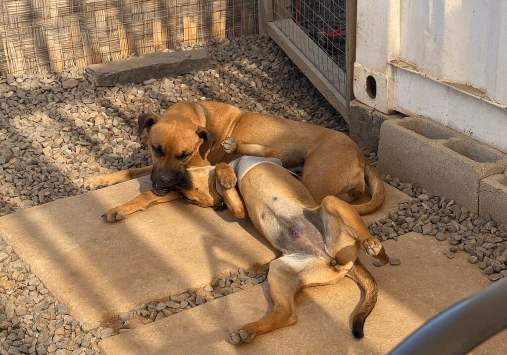 Mama and pup