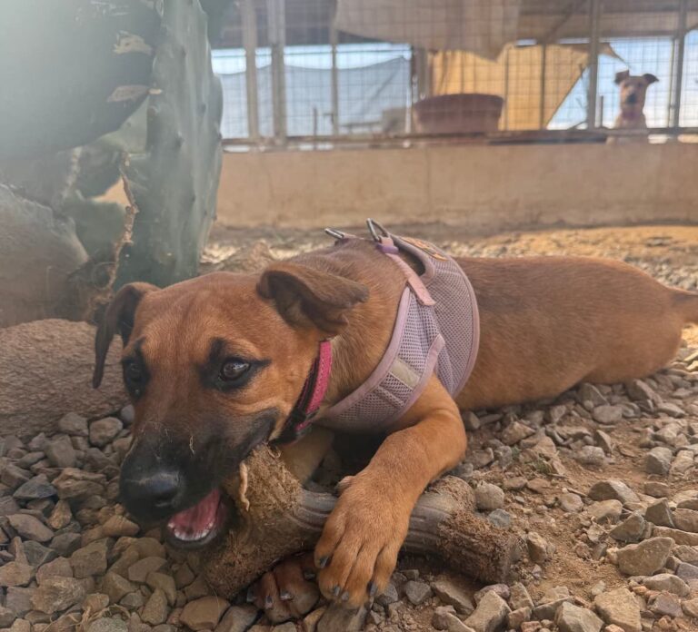 puppy gnawing on stick at cerritos beach dogs in el pescadero dog rescue