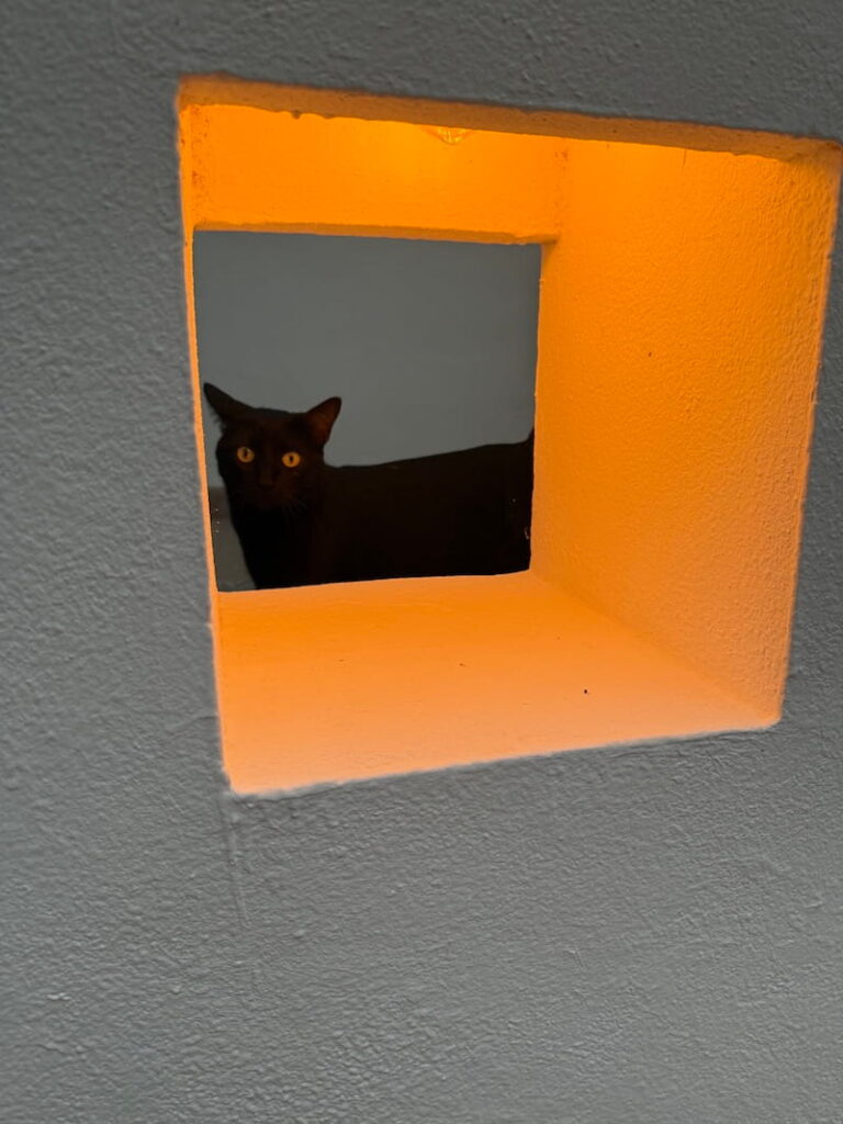 cat hacienda todos los santos baja sur mexico