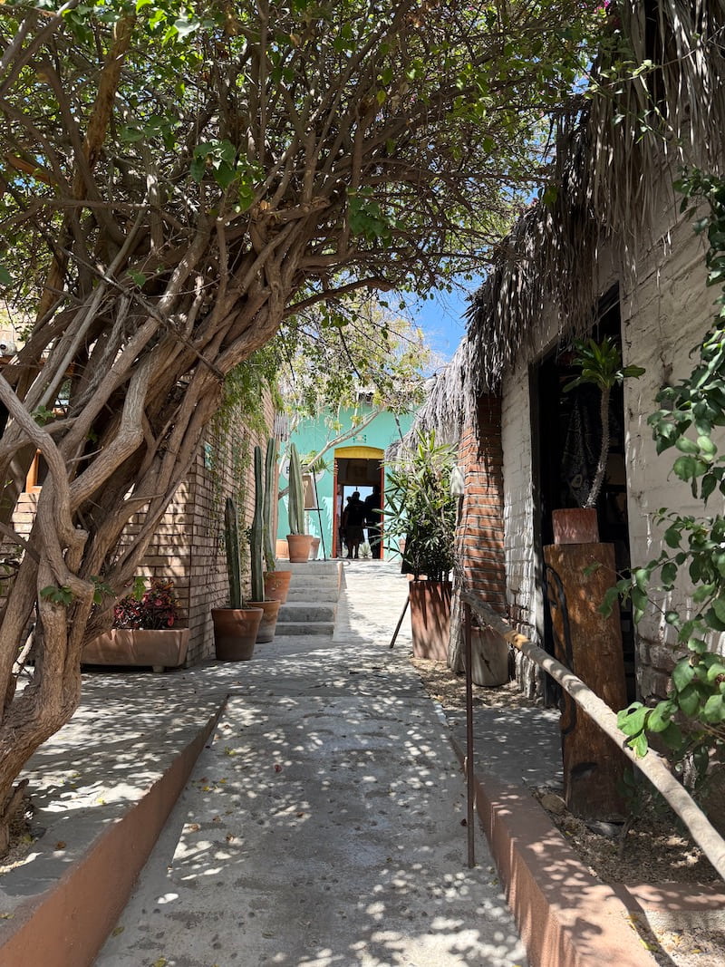 walkway Jazamango cafe todos santos baja sur